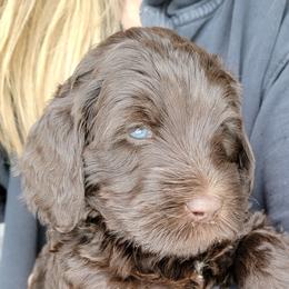 Australian Cobberdog Puppies from Heartland Hills Australian Cobberdogs