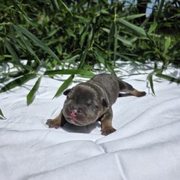 Gaia - Blue tri-color female American Bully puppy in Perryville, Maryland from Household 6 Bullies, LLC