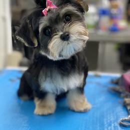 Cavapoo, Goldendoodle, Morkie, and Shihpoo All Grown Up from Jenny La Bone
