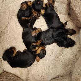 Yorkshire Terrier Puppies from Mike's Yorkies