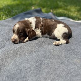 Brittany Puppies from Rocking L Farms