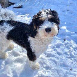 Stella - Bernedoodle