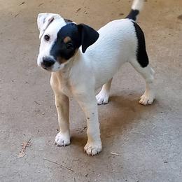 Patsy Kline - Tri-color female Jack Russell Terrier puppy in California from Kimberlite