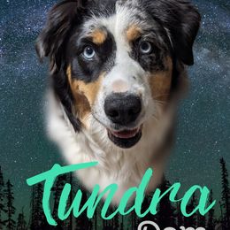 Tundra - Australian Shepherd