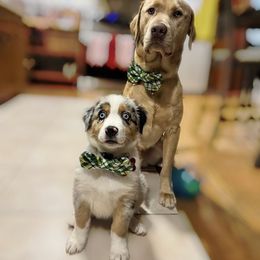Australian Shepherd Puppies from Discovery Hill Australian Shepherds