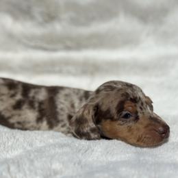 Dachshund Puppies from Oklahoma akc miniature dachshunds