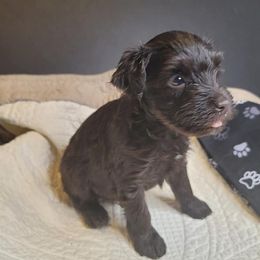 Miniature Schnauzers from Daydreamers Schnauzers