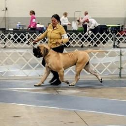 Sandor - Mastiff