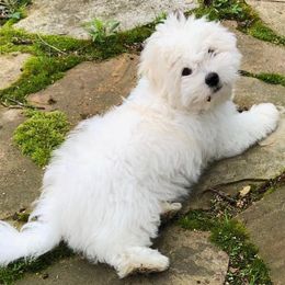 Cotons de Tulear from Xceptional Cotons