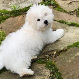 Cotons de Tulear from Xceptional Cotons