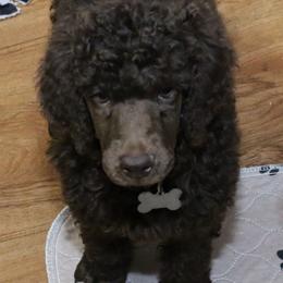 Poodle Puppies from RK'S Pets