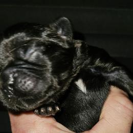Boy 4 - Black and white male French Bulldog puppy in High Ridge, Missouri from St Louis Frenchies