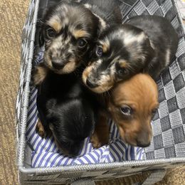 Dachshund Puppies from Yellowstone Dachshunds