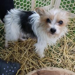 Hannah - Yorkshire Terrier