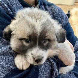 Victoria- red - Badger female Colorado Mountain Dog puppy in Cotopaxi, Colorado from Once Upon A Moose (OUM)