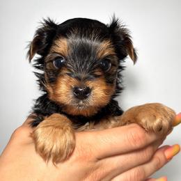 Peter Green Collar - Black and tan male Yorkshire Terrier puppy in Pembroke Pines, Florida from Sunshine Parti Yorkies
