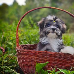 Companion Cross, Mal-Shi, Maltese, Maltipoo, Morkie, and Shih Tzu Puppies from Seeking Shalom Acres Maltese, Maltipoos & Havamalts