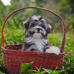 Companion Cross, Mal-Shi, Maltese, Maltipoo, Morkie, and Shih Tzu Puppies from Seeking Shalom Acres Maltese, Maltipoos & Havamalts