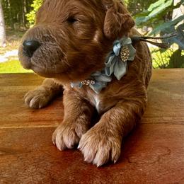 Tender heart Bear - Red  female Goldendoodle puppy in Camden, North Carolina from Oopsie Doodles of NC