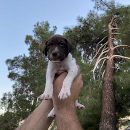 German Shorthaired Pointer Puppies from So Cal Shorthairs
