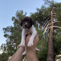 German Shorthaired Pointer Puppies from So Cal Shorthairs