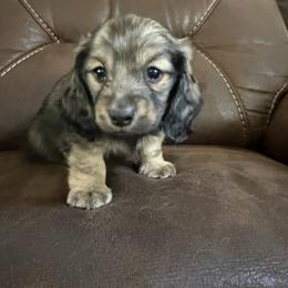 Winston - Cream male Dachshund puppy in Corona, California from ChezBeale