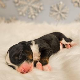 Sven - Tri-color male Bernedoodle puppy in Russell Springs, Kentucky from 270 Doodles