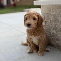 Green - Apricot male Goldendoodle puppy in Spring, Texas from The Doodle Den