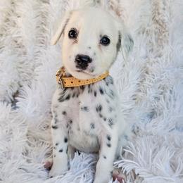 Yellow - White and black female Dalmatian puppy in Gray, Georgia from Fuller Spots