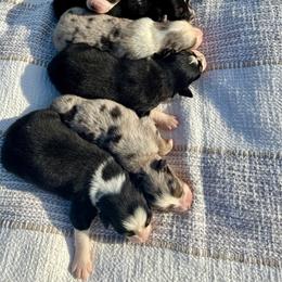 Blue merle female - Blue merle female Australian Shepherd puppy in Beaverdam, Virginia from Cimmarun Farm Aussies