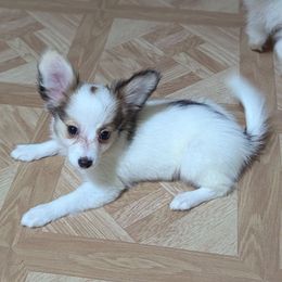 Cajun girl - White black and tan female Papillon puppy in Joshua, Texas from Summertime Kennels