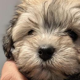Dachshunds, Miniature Schnauzers, and Pomeranians from The Bearded Companions