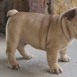 French Bulldogs and Toy Australian Shepherds from Holly's Puppies