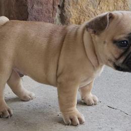 French Bulldogs and Toy Australian Shepherds from Holly's Puppies