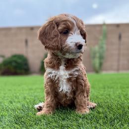 Rosey - Red  female Goldendoodle puppy in Phoenix, Arizona from Doodles of the Desert