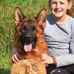 Medoks de la Madonina - German Shepherd