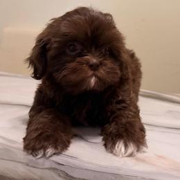 Ella - Chocolate female Shih Tzu puppy in Monrovia, California from Sunrise Shihtzu Blossom
