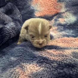 Trever - Lavender male Pomsky puppy in Bucyrus, Missouri from Hill Top Pomskies