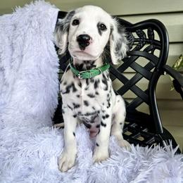 Green - White and black male Dalmatian puppy in Gray, Georgia from Fuller Spots