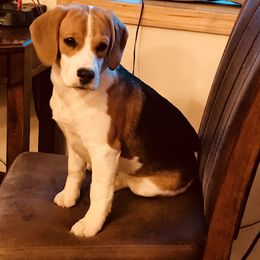 Bella - Beagle