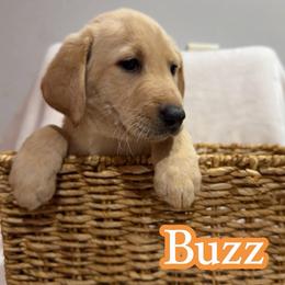 Buzz - Yellow male Labrador Retriever puppy in Lucasville, Ohio from Backwoods Labradors