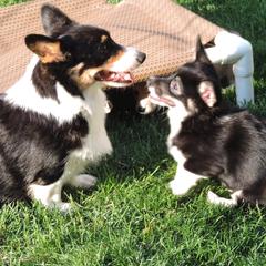 Pembroke Welsh Corgi Puppies from Heaven Scent