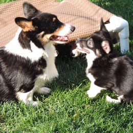Pembroke Welsh Corgi Puppies from Heaven Scent