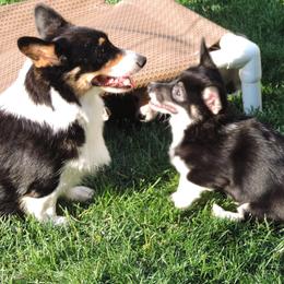 Pembroke Welsh Corgi Puppies from Heaven Scent