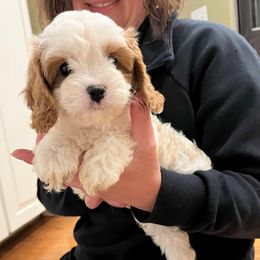 Tink F1 - Blenheim male Cavapoo puppy in Garland, Kansas from 3W Ranch