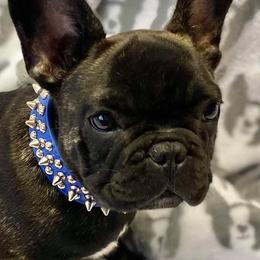 French Bulldogs from Texas Star Frenchies