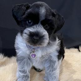 Houlihan - Black female Miniature Schnauzer puppy in San Augustine, Texas from My Little Schnauzer Pals