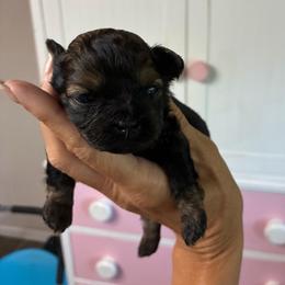 Brownie - Black gold and white male Shihpoo puppy in Millsap, Texas from Gaston’s Posh Poodles and Doodles