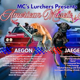 Lurcher puppies from MC Lurchers