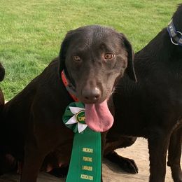 Sierra - Labrador Retriever